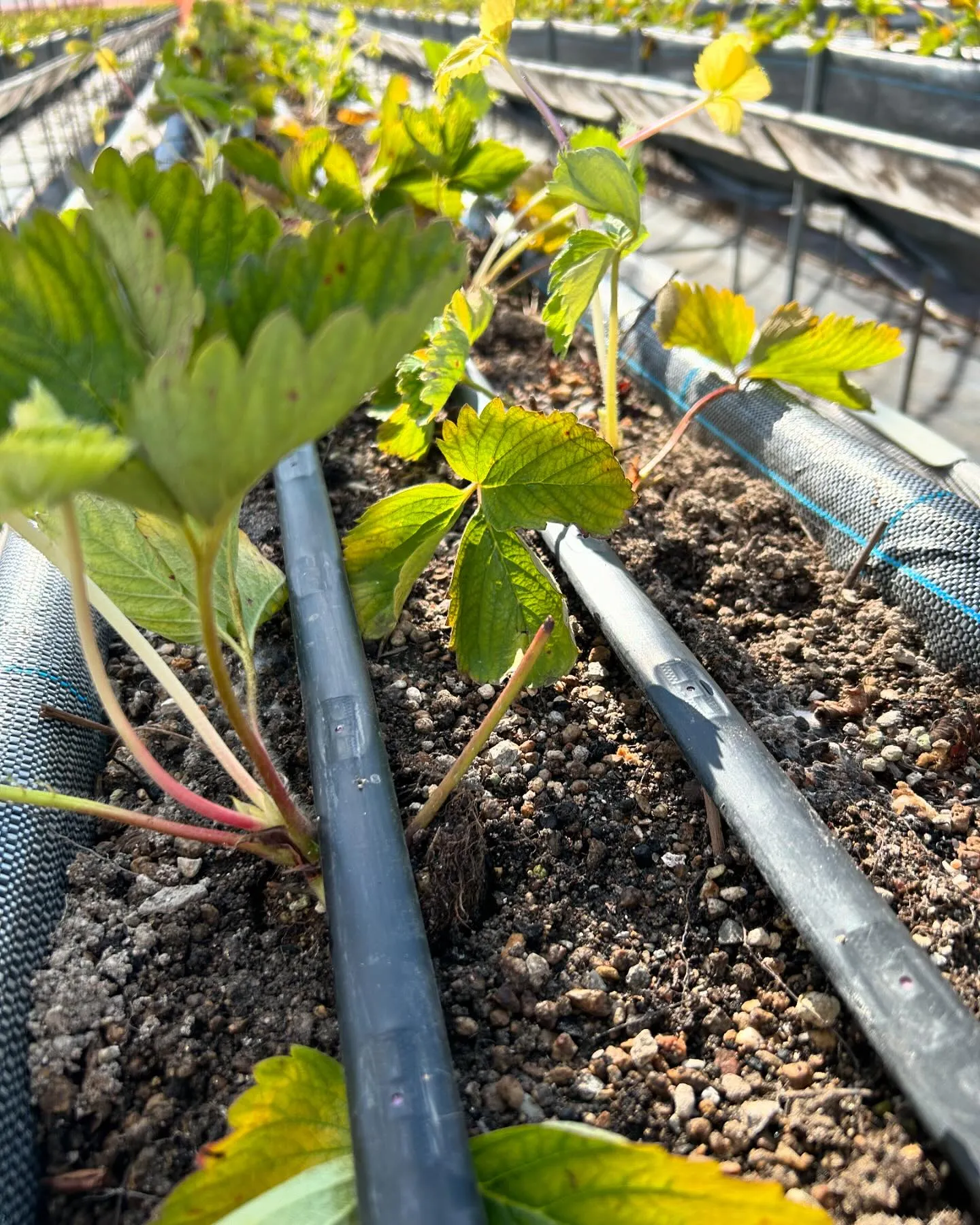 いよいよいちご苗定植の始まりです