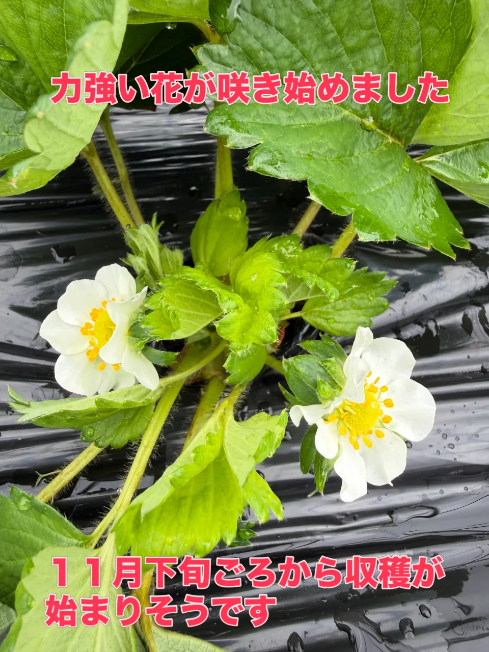 １１月の営業カレンダーです