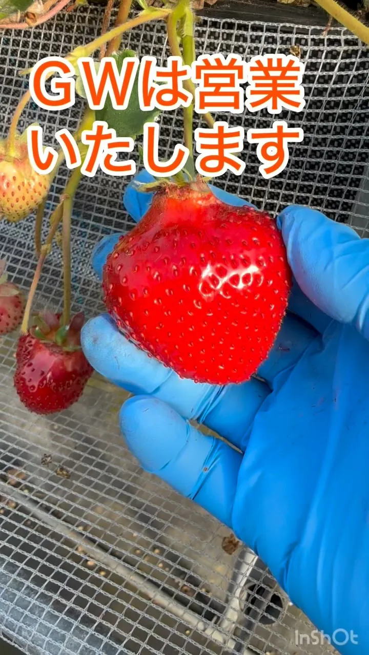 ＧＷ期間営業いたします
